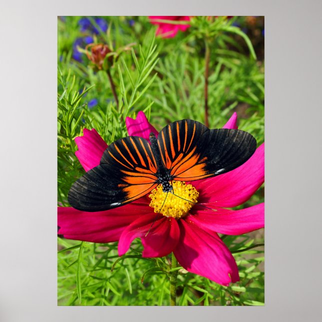 Poster Mexican aster flower with a Doris Longwing  (Frente)