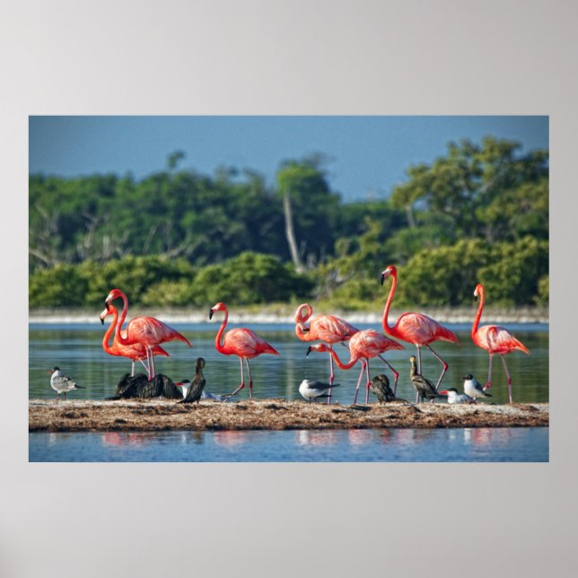 Pôster México Rio Lagartos (Frente)