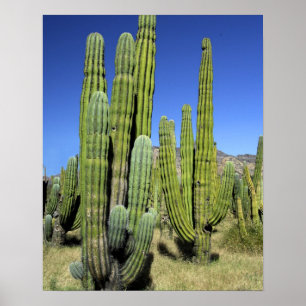 Pôster México, Sonora, San Carlos. Pipe de Saguaro e Org