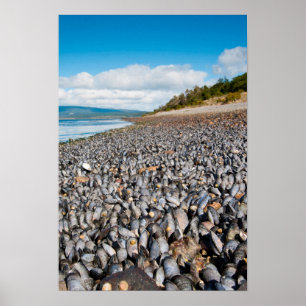 Poster Mexilhões ao longo da costa na Patagônia, Argentin