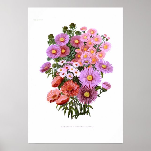 Poster Michaelmas Dasies (Asters) (Frente)