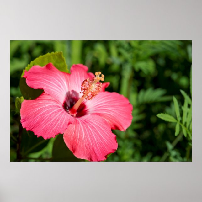 Pôster Michigan, Dearborn. Detalhe Do Hibiscus Rosa (Frente)
