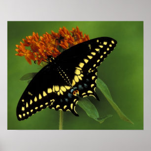 Poster Michigan, Rochester. Borboleta Rabo de Andorinha P