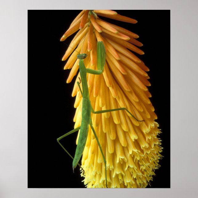 Pôster Michigan, Rochester Hills. Praying Mantis on Red (Frente)