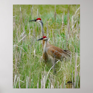 Poster Michigan Sandhill Cranes