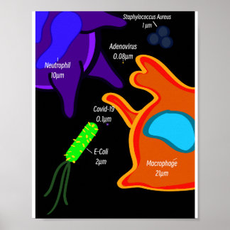 Poster Microbiologia Macro