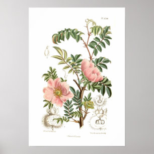 Pôster Microphylla de Rosa
