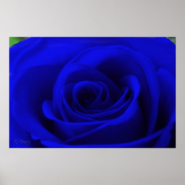 Pôster Midnight Blue (Frente)