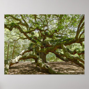 Poster Mighty Angel Oak