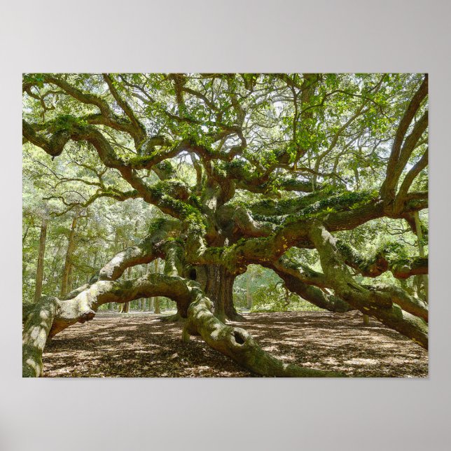 Poster Mighty Angel Oak (Frente)