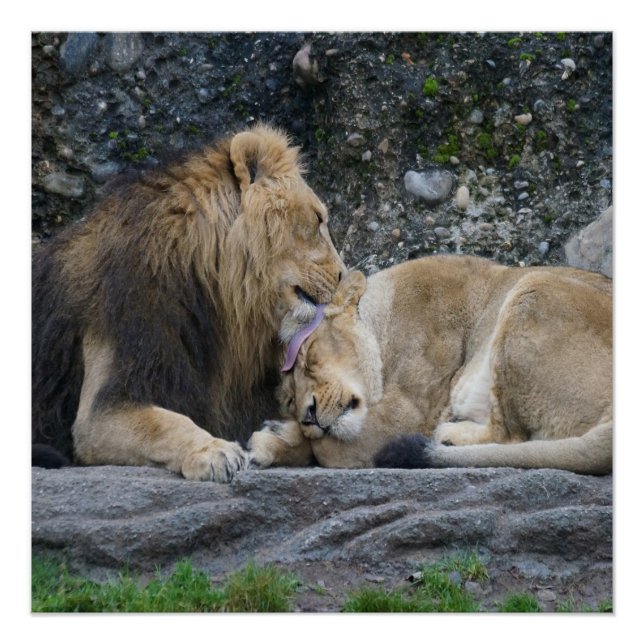 Pôster Mighty Lion Love Poster (Frente)