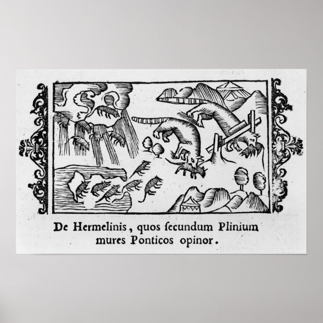 Pôster Migração dos limmings (Frente)