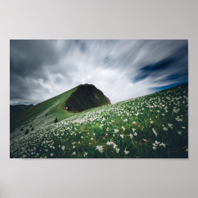 Poster Milhares de narcisos em Golica, Eslovênia (Frente)