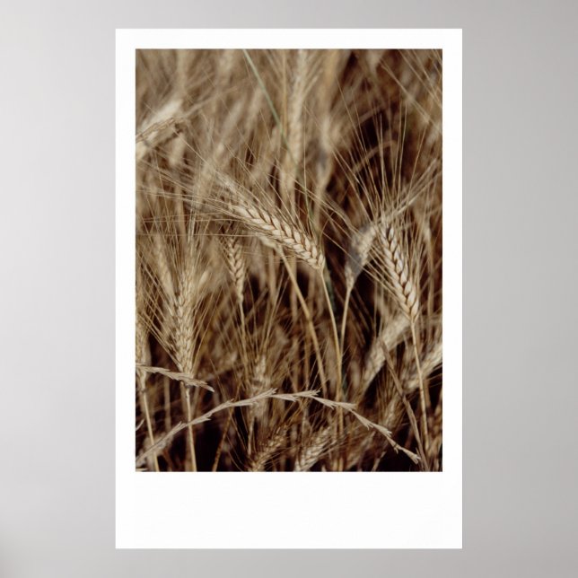 Pôster Milho (Frente)