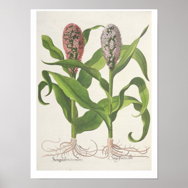 Pôster Milho: 1.Sorgum fructu rubro; 2.Sorgo fructu albo (Frente)