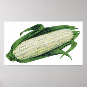 Pôster Milho branco de Comidas de vegetais venenosos no f