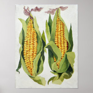 Pôster Milho doce 2013