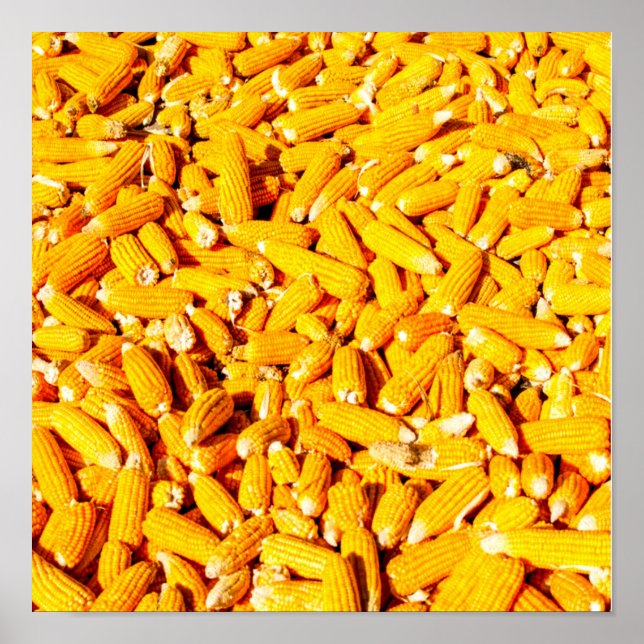 Poster Milho no Cob (Frente)