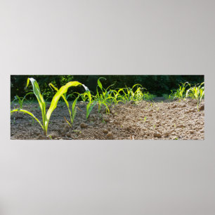 Pôster milho novo