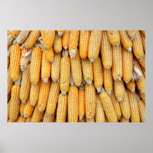 Poster Milho seco que foi empilhado.