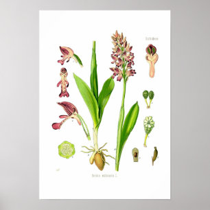 Poster Militaris de Orchis