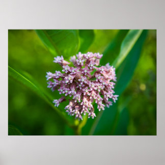 Poster Milkweed.