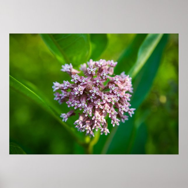 Poster Milkweed. (Frente)