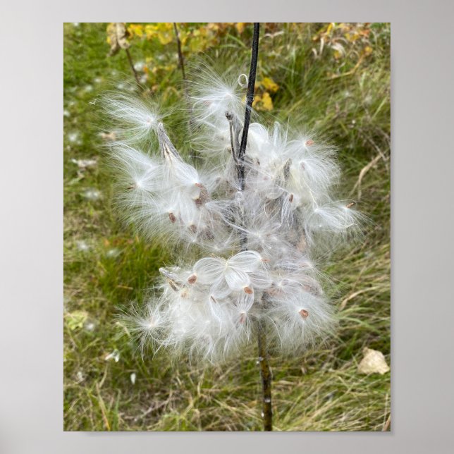 Poster Milkweed | Borboleta | (Frente)