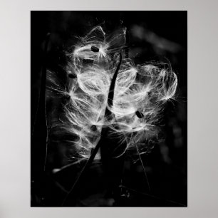 Pôster Milkweed da dança