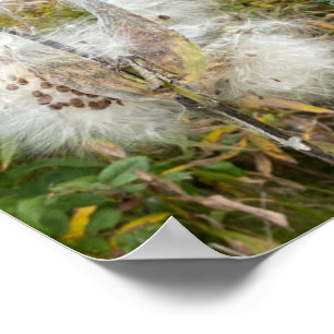 Poster Milkweed Natural