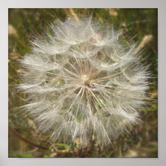 Pôster Milkweed Seed Pod Macro