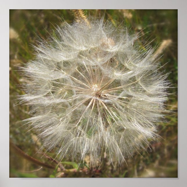 Pôster Milkweed Seed Pod Macro (Frente)