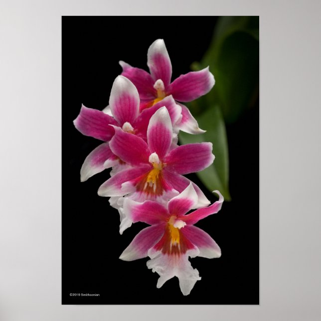 Poster Miltonioda Sakura (Frente)