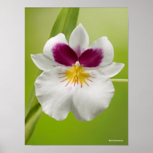 Poster Miltoniopsis Roezlii (orquídeas de amor perfeito)