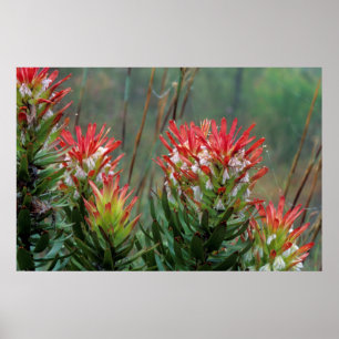 Poster Mimetes Comuns (Mimetes Cucullatus)