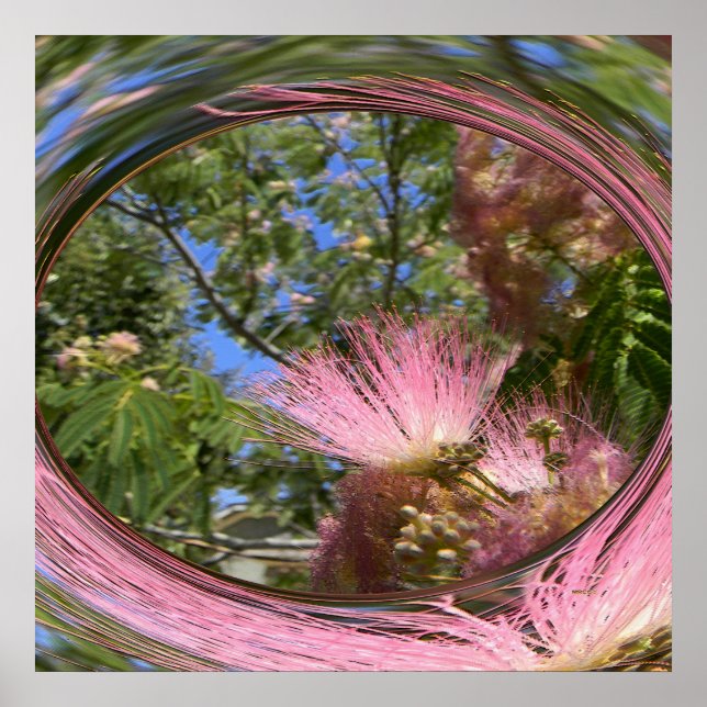 Poster Mimosa... (Frente)