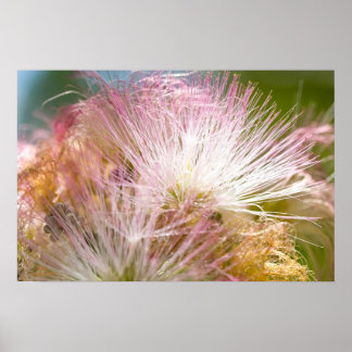 Poster Mimosa Blossoms