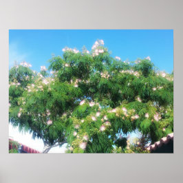 Poster Mimosa Tree