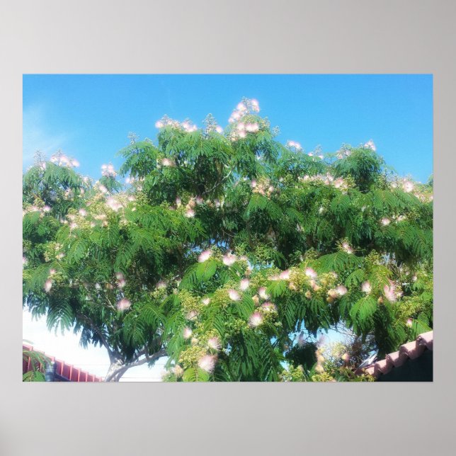 Poster Mimosa Tree (Frente)