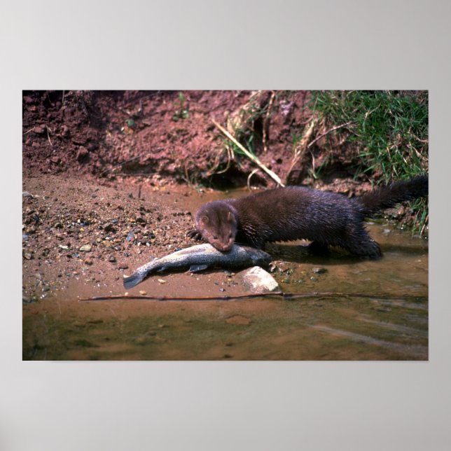 Poster Minério com peixe pequeno (Frente)