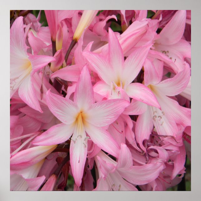 Poster Minha amiguinha dormindo..... (Frente)