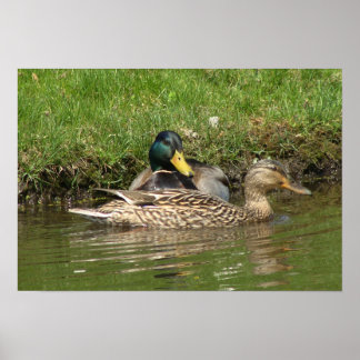 Pôster Minha Linda Menina