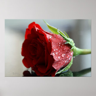 Pôster Minha Rosa de aniversário.