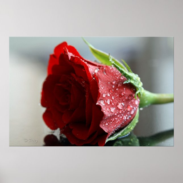 Pôster Minha Rosa de aniversário. (Frente)