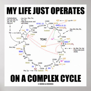 Pôster Minha Vida Apenas Opera Em Um Ciclo Complexo (Kreb