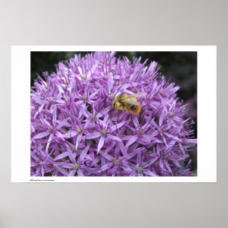 Pôster Mini Bumble Bee no Allium