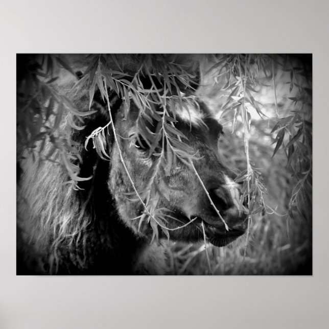 Pôster Mini Filly Being Onery (Frente)