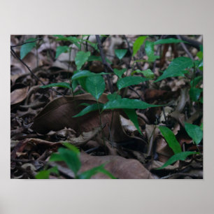 Poster Mini Floresta
