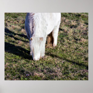 Poster Mini Horse