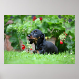 Pôster Miniatura lisa Dachshund 1